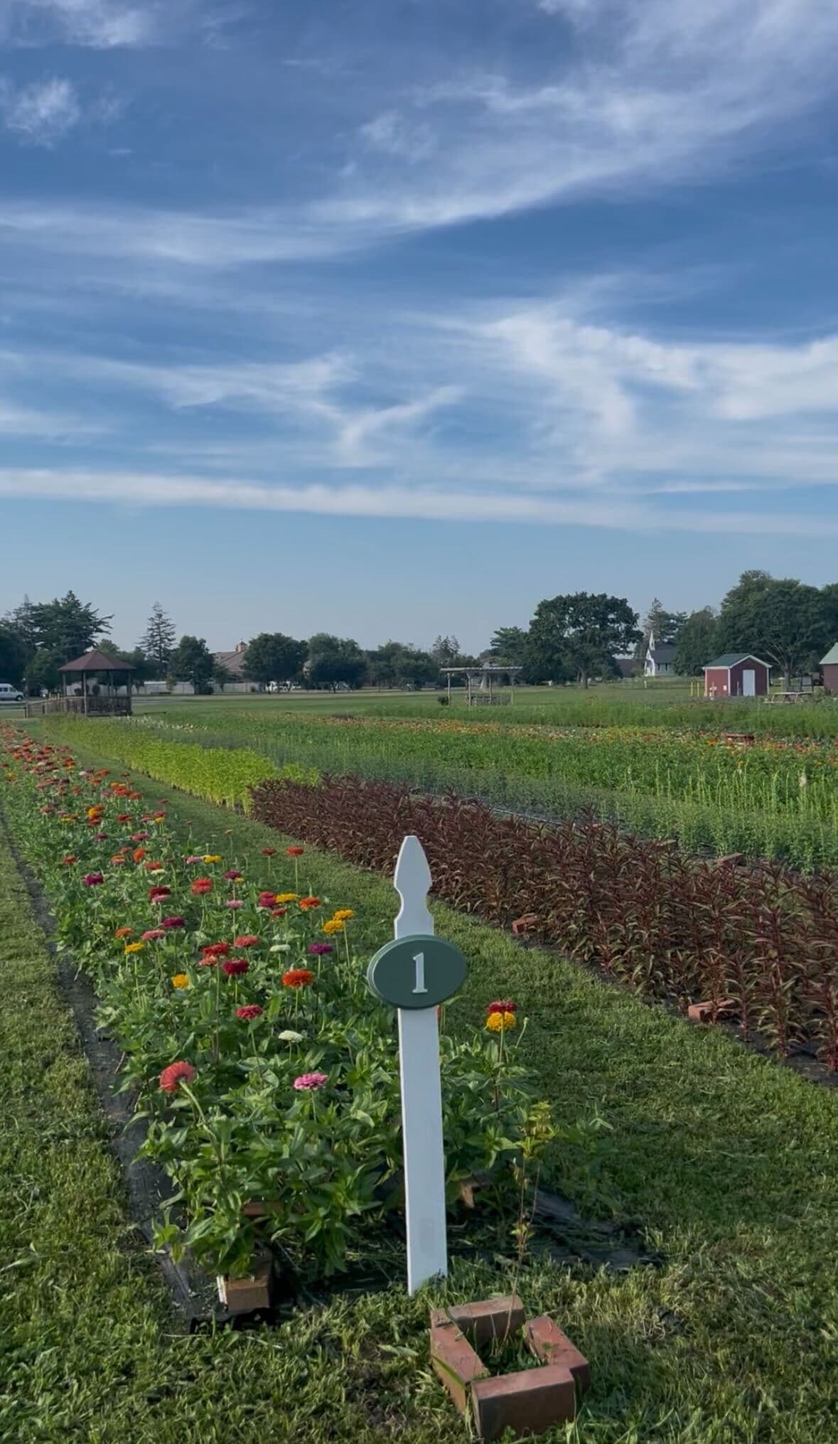 Flower rows in bloom
